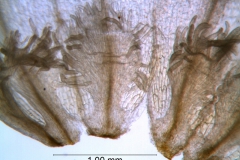 Cuscuta draconella, ined,  infrastaminal scales