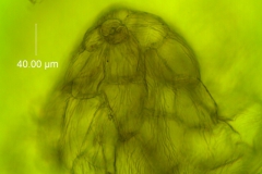 Cuscuta draconella, ined,  calyx: multicellular protuberance