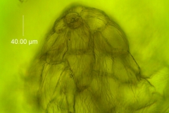 Cuscuta draconella, ined,  calyx: multicellular protuberance