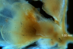 Cuscuta draconella, ined, bract