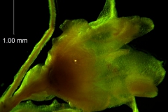 Cuscuta draconella, ined, flower