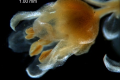 Cuscuta draconella, ined, flower