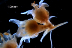 Cuscuta draconella, ined, fragment of cyme