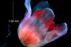 Cuscuta draconella, ined,  corolla 3D