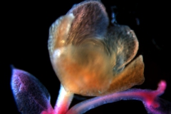 Cuscuta draconella, ined,  calyx 3D