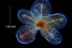 Cuscuta draconella, ined,  calyx dissected