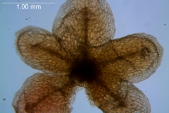 Cuscuta draconella, ined,  calyx dissected