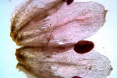 Cuscuta draconella, ined,  corolla dissected