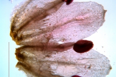 Cuscuta draconella, ined,  corolla dissected