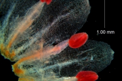 Cuscuta draconella, ined,  corolla dissected