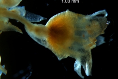 Cuscuta draconella, ined, flower