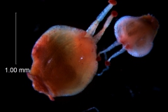 Cuscuta draconella, ined,  gynoecium