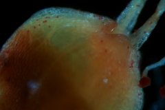 Cuscuta draconella, ined,  ovary top