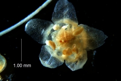 Cuscuta draconella, ined, flower