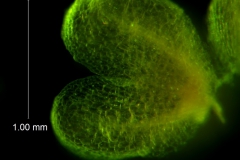 Cuscuta draconella, ined,  calyx dissected detail