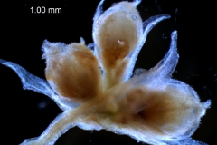 Cuscuta draconella, cyme fragment