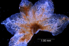 Cuscuta draconella, calyx, dissected