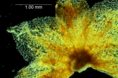 Cuscuta draconella, calyx, dissected