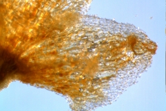 Cuscuta draconella, calyx lobe detail