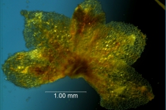 Cuscuta draconella, calyx, dissected