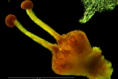 Cuscuta draconella,  gynoecium