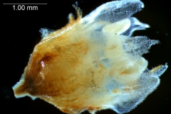 Cuscuta draconella, flower