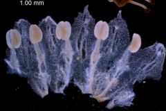 Cuscuta draconella, corolla dissected