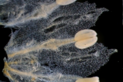 Cuscuta draconella, corolla dissected