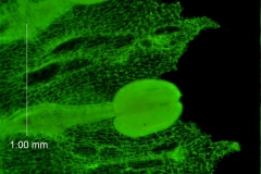 Cuscuta draconella, corolla lobes detail