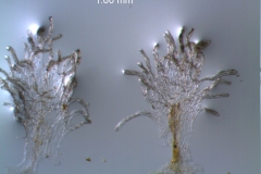 Cuscuta draconella,  infrastaminal scales