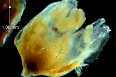 Cuscuta draconella, flower