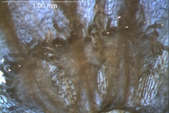 Cuscuta draconella,  infrastaminal scales