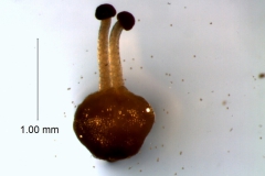 Cuscuta draconella,  gynoecium