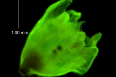 Cuscuta draconella, corolla, 3D