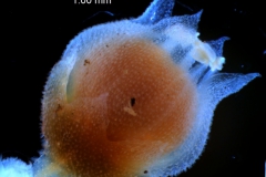 Cuscuta jepsonii - flower