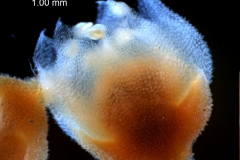 Cuscuta jepsonii  - flower