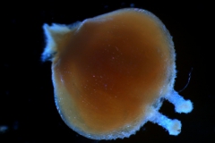 Cuscuta jepsonii  - gynoecium