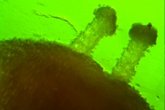 Cuscuta jepsonii  - styles