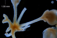 Cuscuta jepsonii - inflorescence fragment