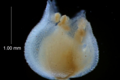 Cuscuta jepsonii  - corolla, 3D