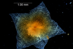 Cuscuta jepsonii  - calyx, dissected