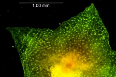 Cuscuta jepsonii - calyx, dissected