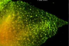 Cuscuta jepsonii - calyx lobe detail