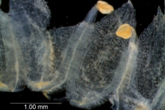 Cuscuta jepsonii  - corolla, disscted