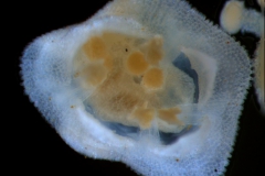 Cuscuta jepsonii - flowere viewed from the top