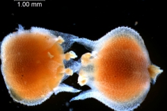 Cuscuta jepsonii  - corolla, 3D