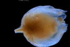 Cuscuta jepsonii - flower