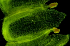 Cuscuta jepsonii - infrastaminal scales detail