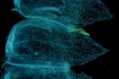 Cuscuta jepsonii - infrastaminal scales detail