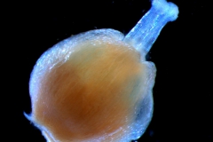 Cuscuta jepsonii - gynoecium